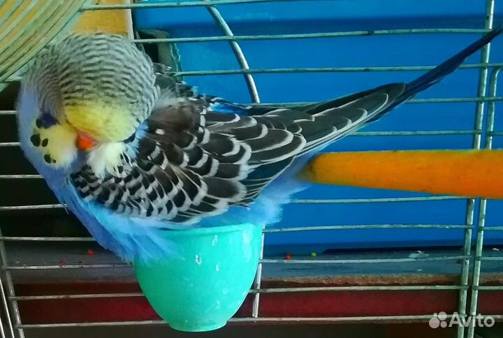 Ввп чех птенец