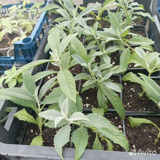 Рассада Буддлея Давида, пампасная трава