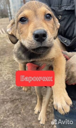 Щенки из приюта в добрые руки (мальчики)