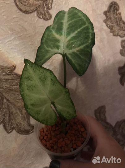 Сингониум Белая бабочка