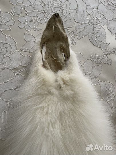 Шкурки песца