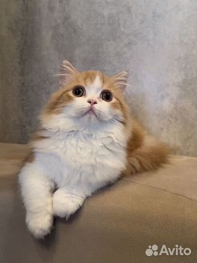 Шотландский мальчик