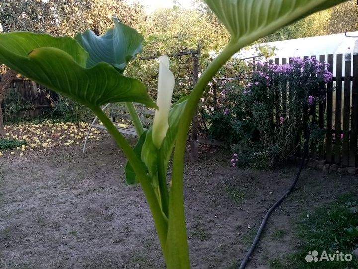 Калла в горшке