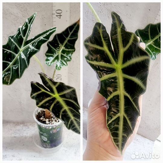 Алоказия, Калатея, Антуриум, сансевиерия