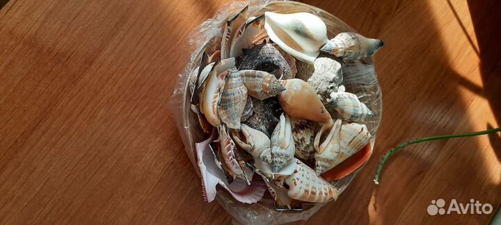 Ракушки набор