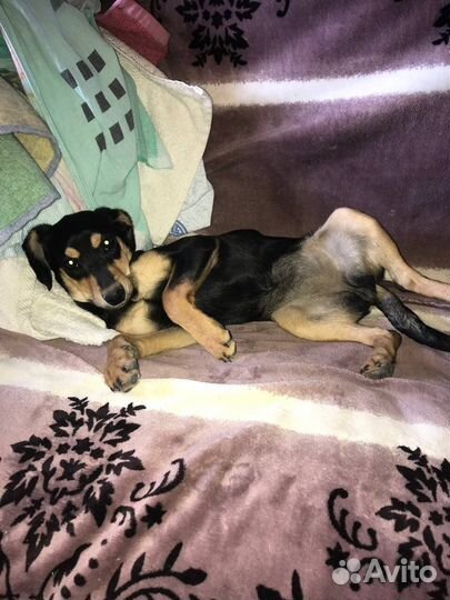 Щенок в добрые руки