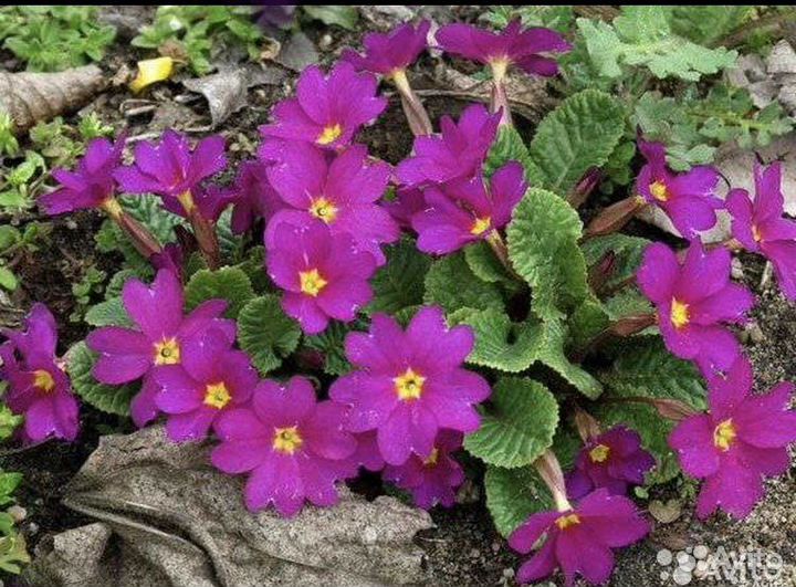 Бамбук, Примула, Канареечник многолетники