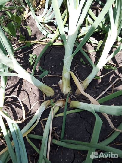 Лук шалот семейный