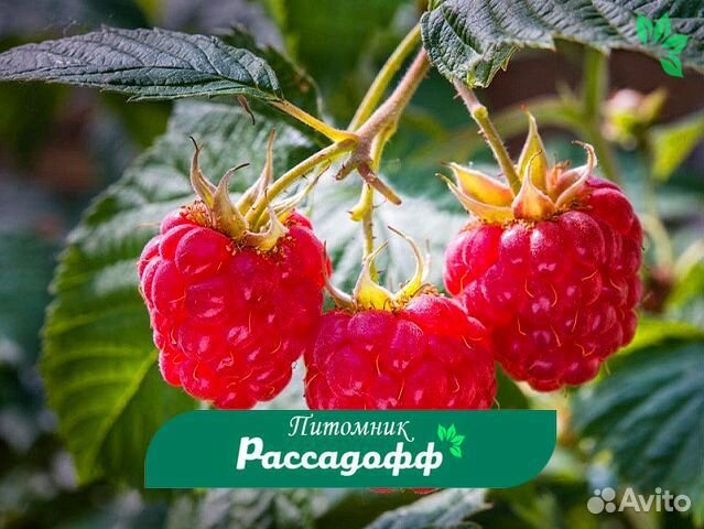 Саженцы малины. Крупная ягода