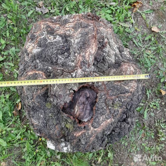 Кап сувель берёзовый