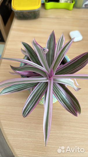 Традесканция Pink Furry, Рео, Нанук