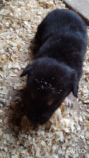 Щенята помесь лайки