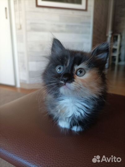 Котёнок от вислоухой кошки