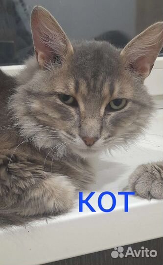 Котейки ищут дом