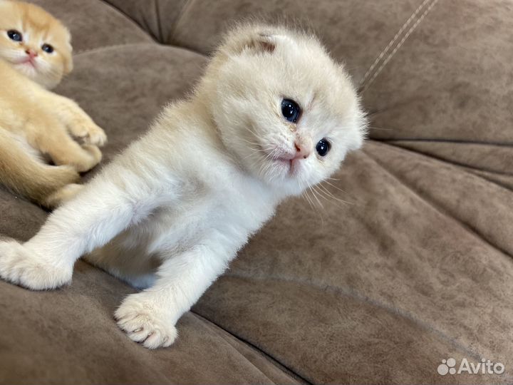 Шотландские кошки