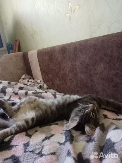 Бесплатно Котик мейн-кун