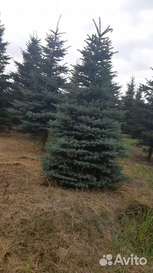 Деревья крупномеры из питомника