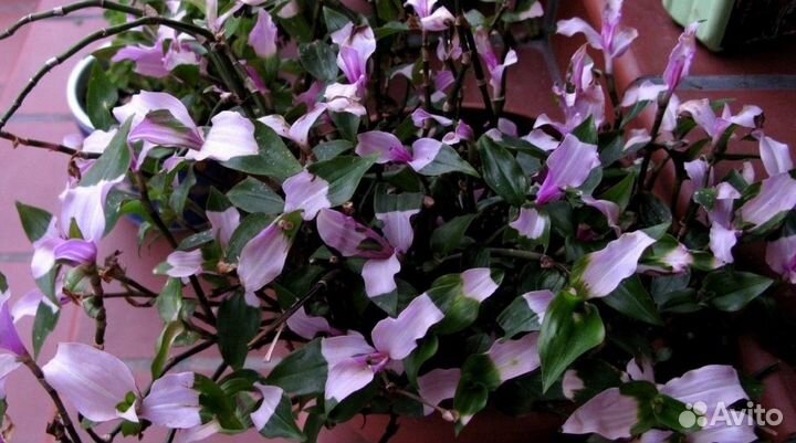 Традесканция Румяная невеста цветущая красотка ред