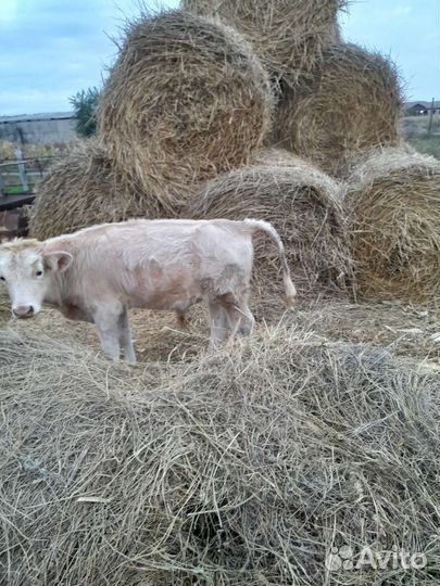 Телята бычки 5 6 месяцев