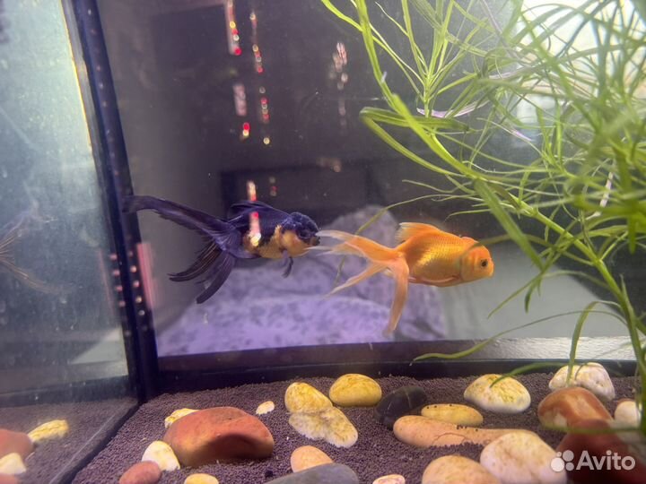 Оранда две штуки