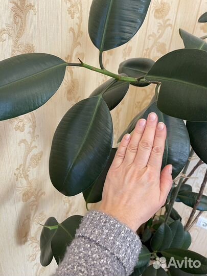 Фикус каучуконосный большой 160 см