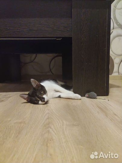 Котёнок ищет дом