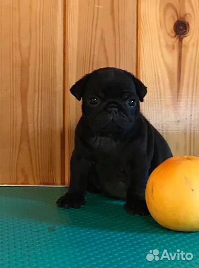 Вязка кобель мопс