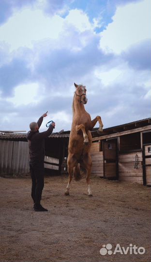 Конные прогулки Ставрополь