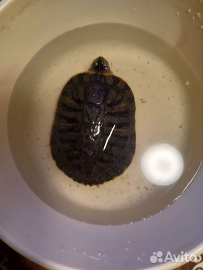 Красноухая черепаха