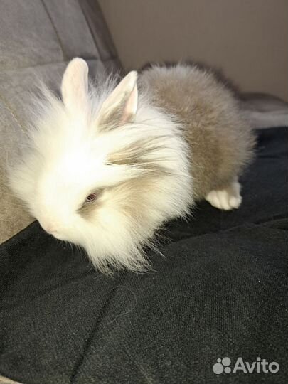 Декоративный кролик