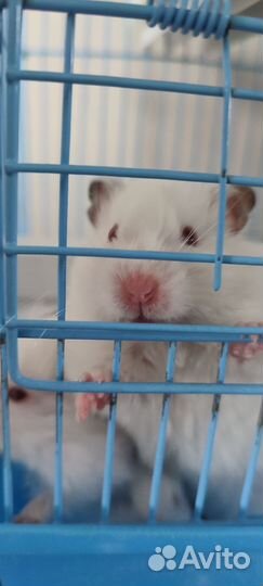 Сирийский хомяк белый малыши