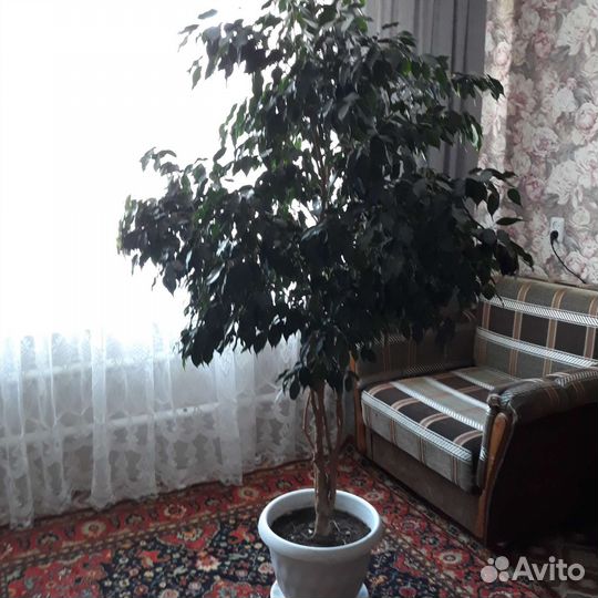 Фикус бенджамина большой