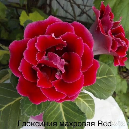 Глоксиния махровая