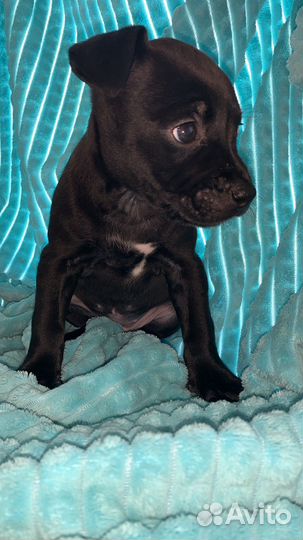 Щенки питбуль