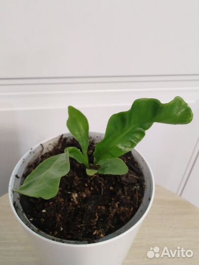 Асплениум кобра