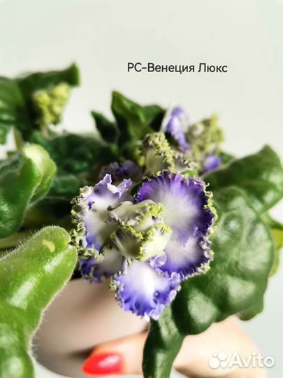 Сортовые фиалки, отправка почтой с мая по сентябрь