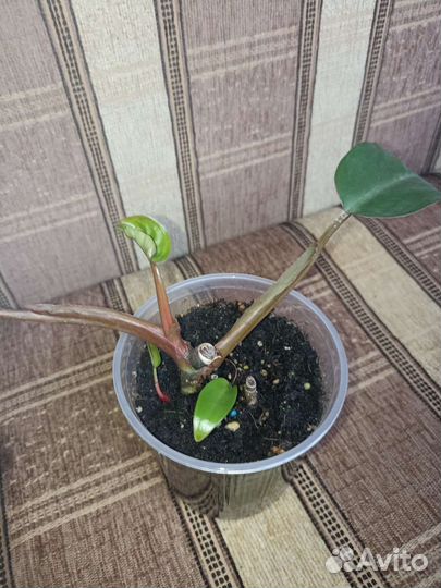 Филодендрон