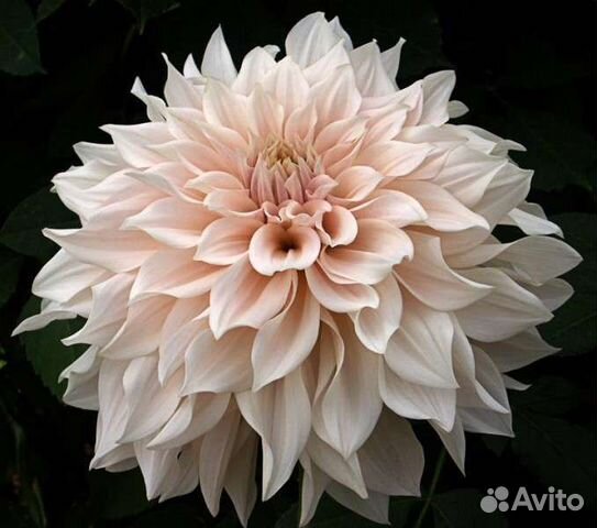 Георгины клубни Кафе о Лейт