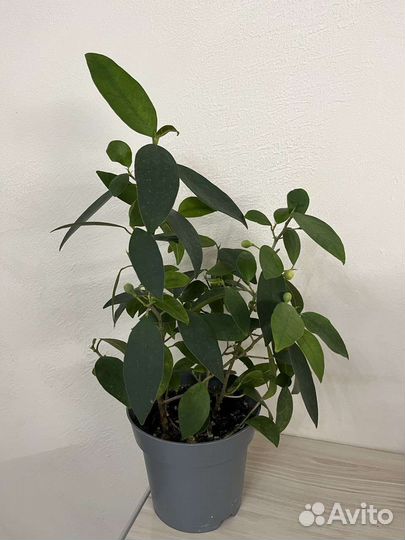 Фикус сортовые