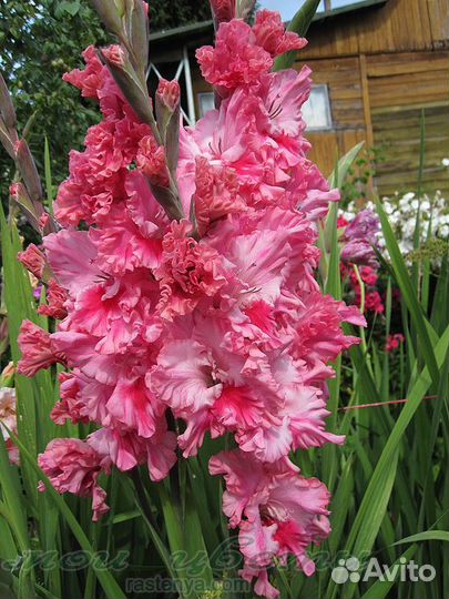 Гладиолусы луковицы