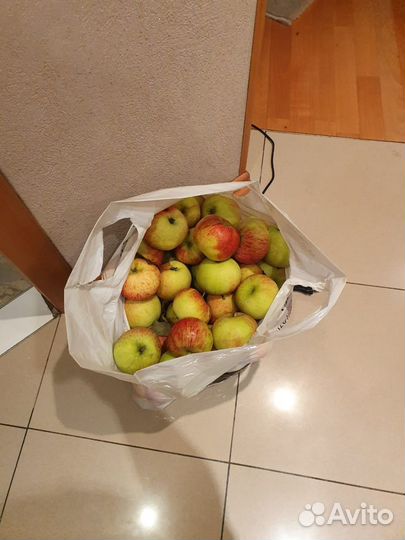 Яблоки, слива домодедово