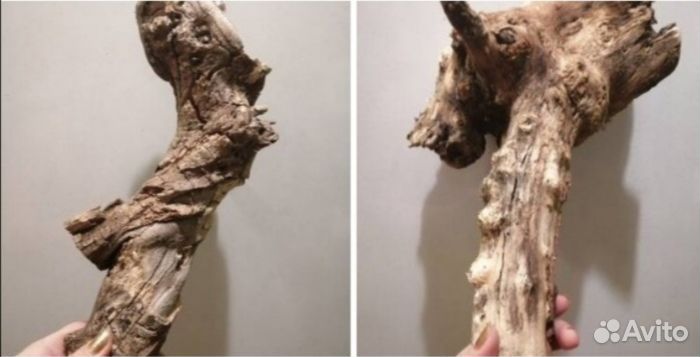 Коряги (много)