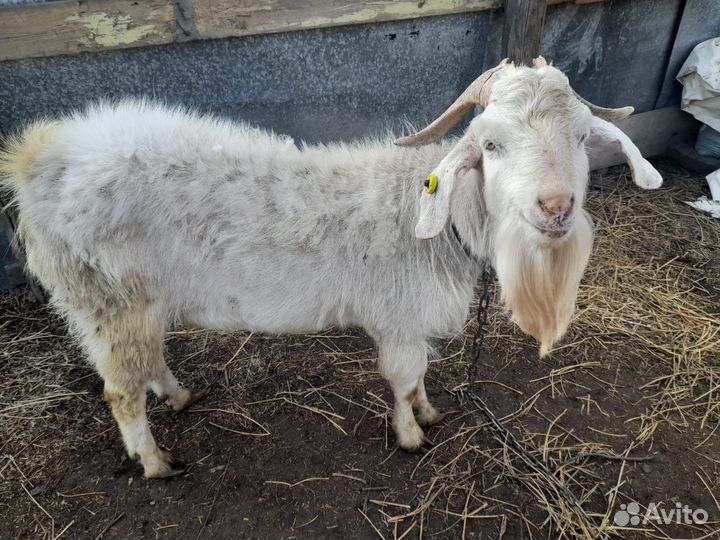 Козы и козел