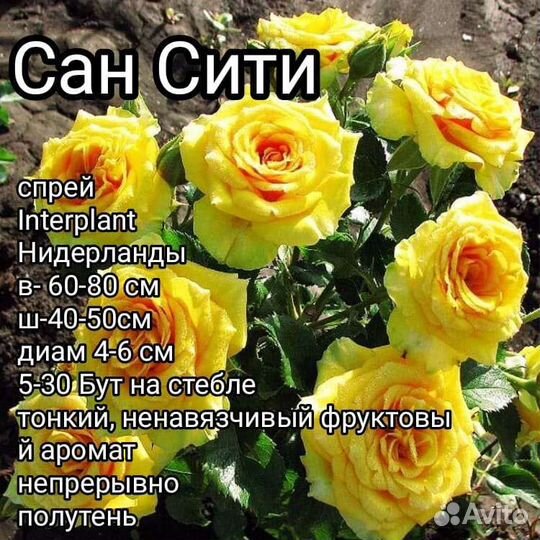 Саженцы роз