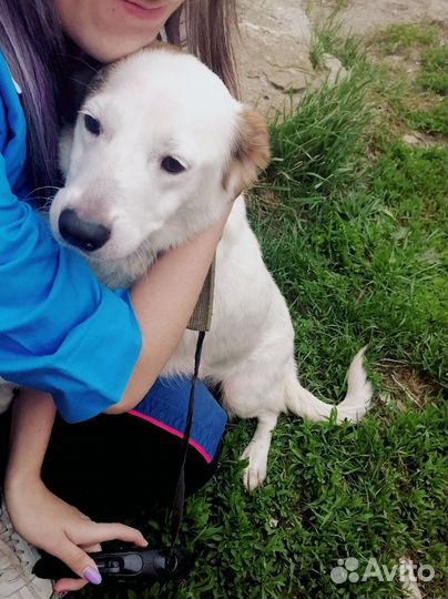 Добрая собачка ищет дом