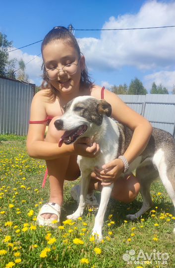 Собака в добрые руки