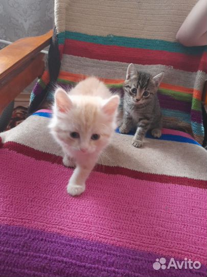 Котята