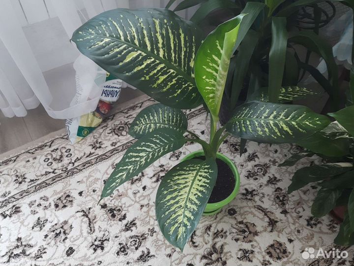 Комнатные цветы