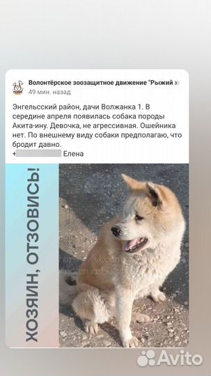 Найдена собака акита ину