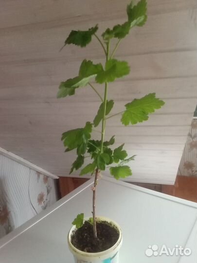 Йошта черенки